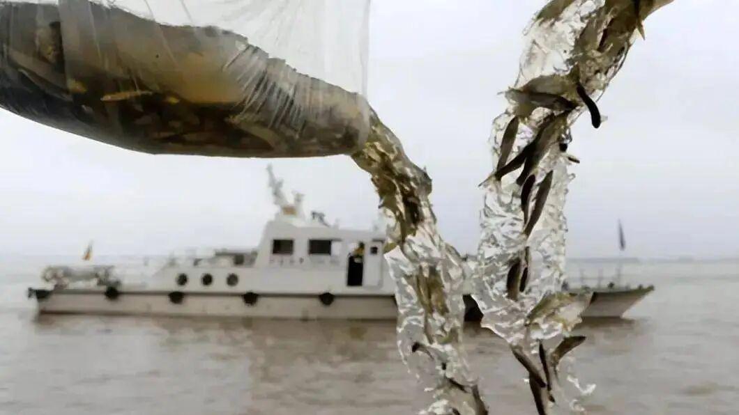 时隔30多年，禁渔5年“期中考”放榜：消失的鳤鱼竟然产卵了！时隔30多年，首次发现鳤的产卵场