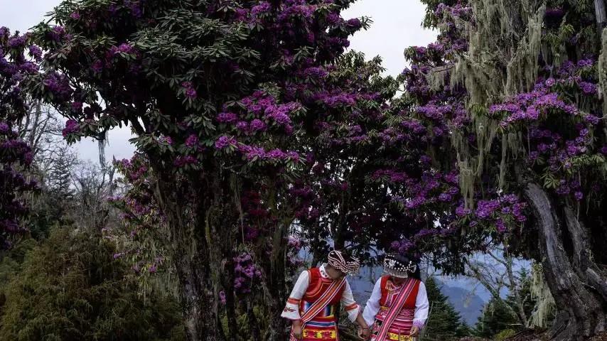 人间四月芳菲尽 维西杜鹃始盛开｜赴一场高山云端的春日之约