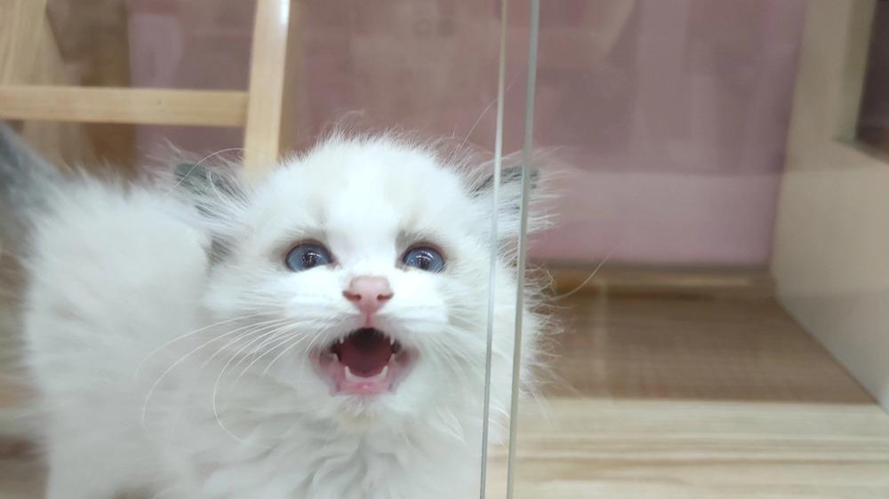 猫能不能吃狗粮吃狗粮会怎么样? 全新猫粮牌子推荐前五测评对比