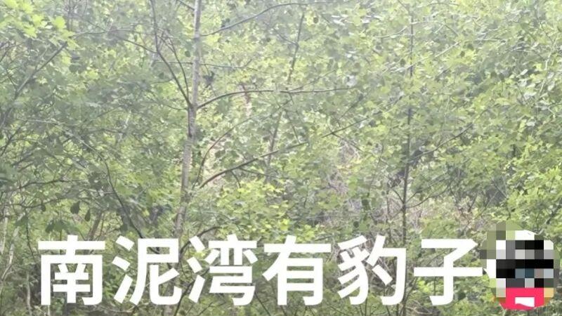 "南泥湾有豹子"网帖系谣言：图为去年旧图，平台已标疑似AI合成