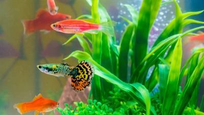 欣賞魚換水時留意事項