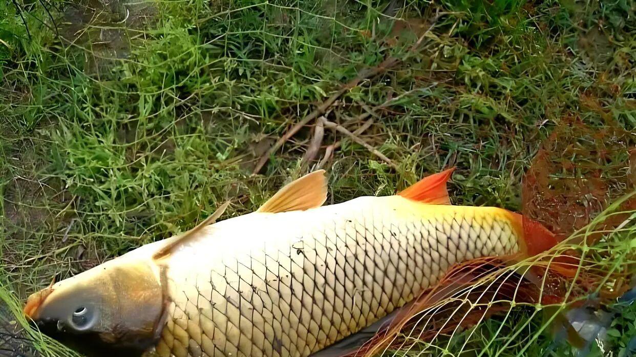 野钓三十年才明白：老滑鲤并非真狡猾，是你没读懂它的“小心思”！