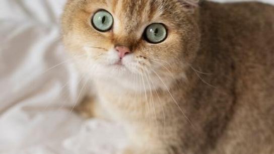 猫罐头推荐哪个牌子好？亲测十大适口性好的猫主食罐头推荐！