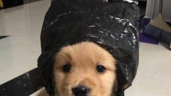 抄作业！狗罐头排名前十品牌，性价比拉满，来看看你家狗狗爱吃啥