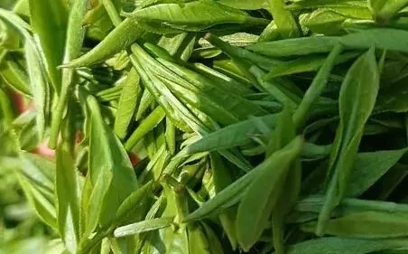 绿茶珍品，婺源茗眉