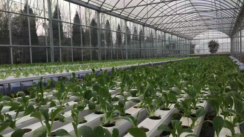 十五五·开新局 | 临潼区：科技生态文化赋能 发展都市型特色农业