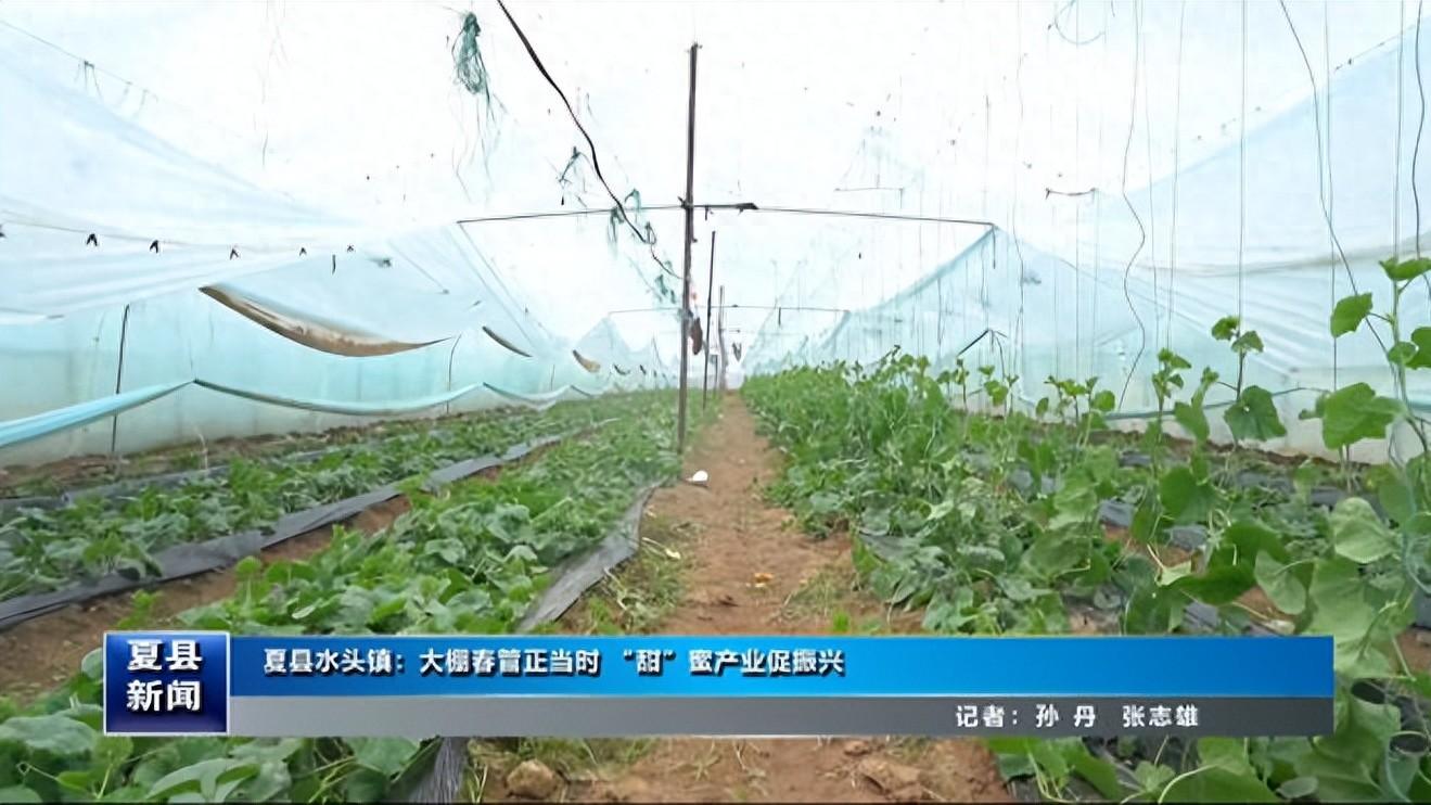 夏县水头镇：大棚春管正当时 “甜”蜜产业促振兴