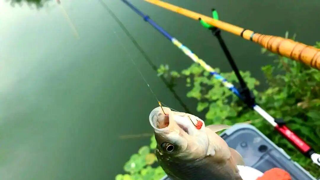 鱼钩何时换？3原则判断换钩时机，2土法在家测锋利，新手必看！