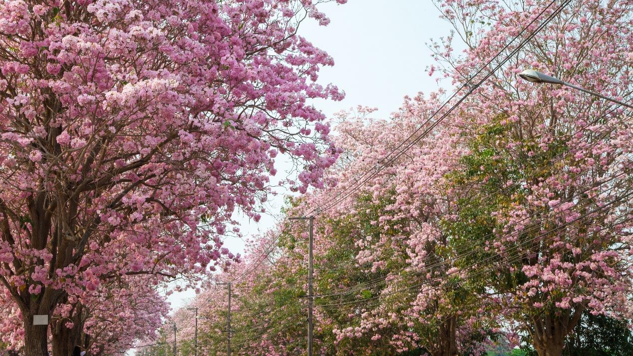 别只盯着日韩樱花了！马来西亚这条粉色“天路”现在去刚好！