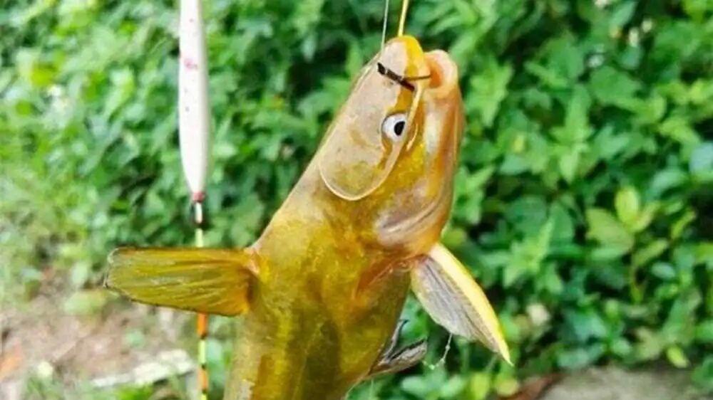 草鱼是“学霸”，昂刺是“瞎子”？鱼类视力各异，钓法必须跟着变