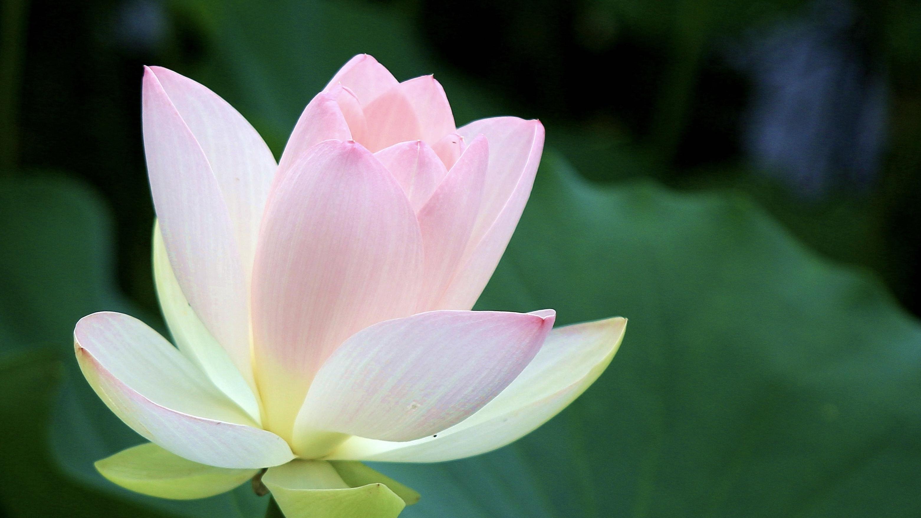 让自己淡定，书写一道独特的风景