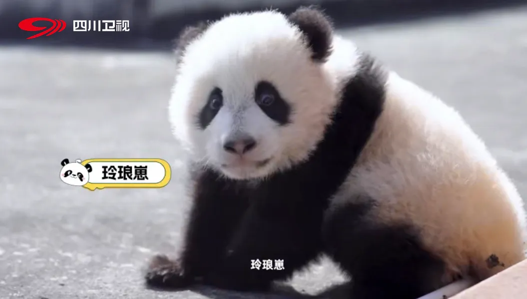 100美誉度！这档熊猫主题节目又拿下满分答卷