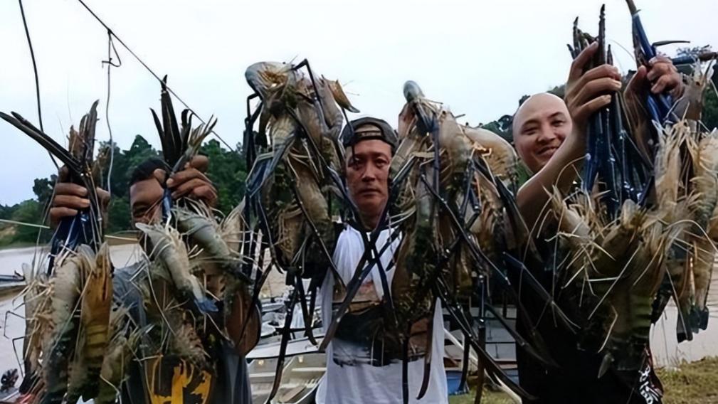 越南虾灾“逼疯”渔民，跪求中国接盘？大神：这“毒虾”谁吃谁冤种！