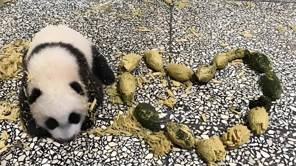 熊猫粪便变“黄金”？一张纸如何造福全村