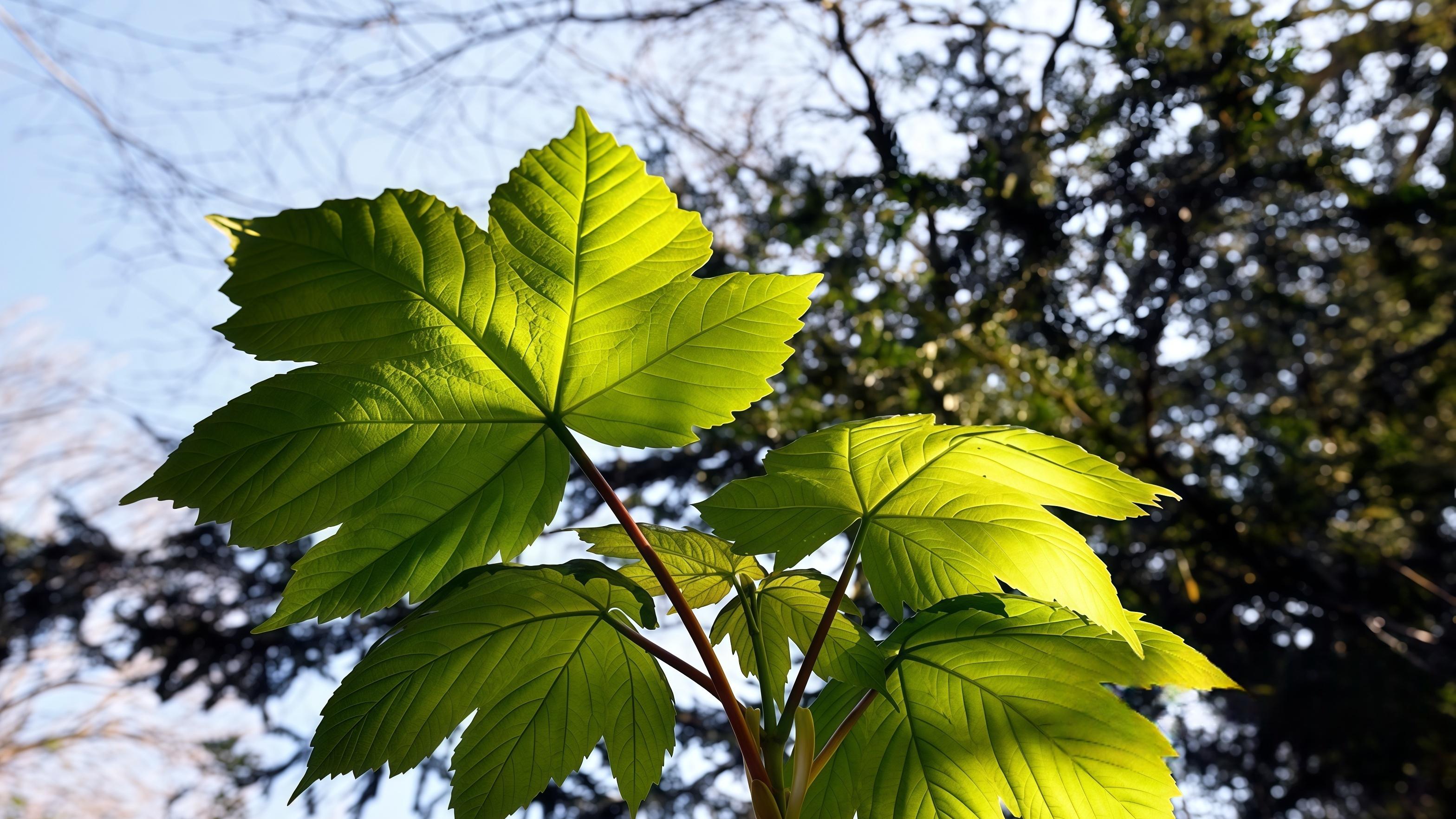 外资券商越亏越买，中国市场在“抬价”？