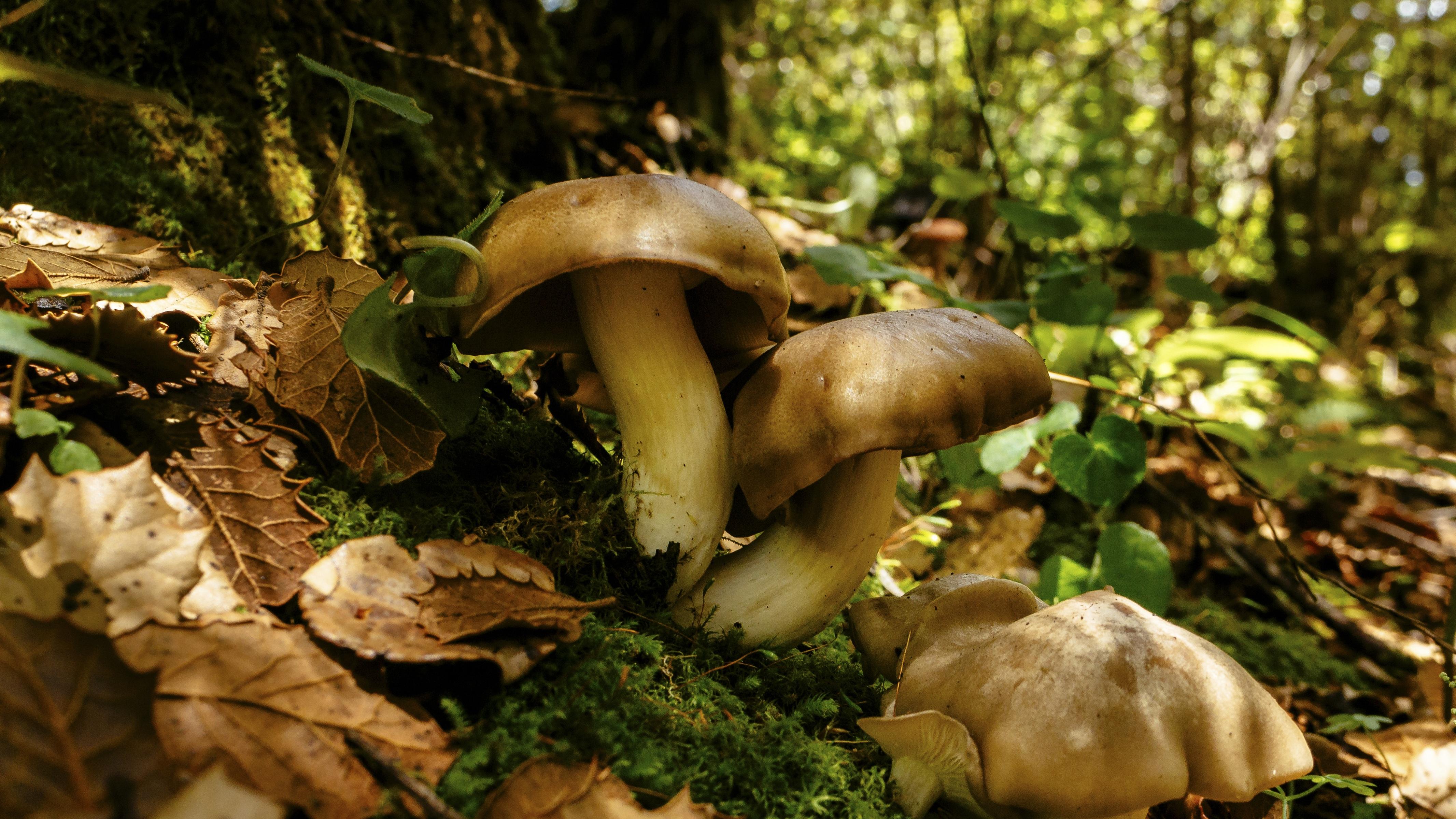 金子比芯片还烫手？市场已悄悄换了防御姿态