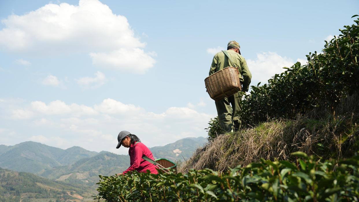 政和白茶：在“慢”中品味生命的智慧