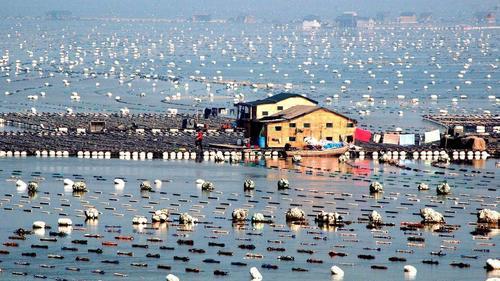 有腥味、还Q弹！17天内长成，和野生鱼肉没区别，您会消费吗？