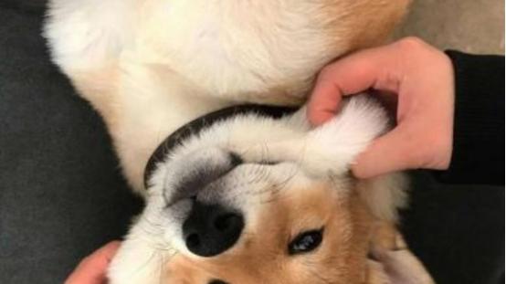 狗罐头有没有营养价值？别被误导，吃主食罐的好处有很多