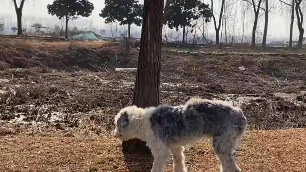 替主人看家护院的忠犬，却没有基本的食物供给，原因让人唏嘘不已