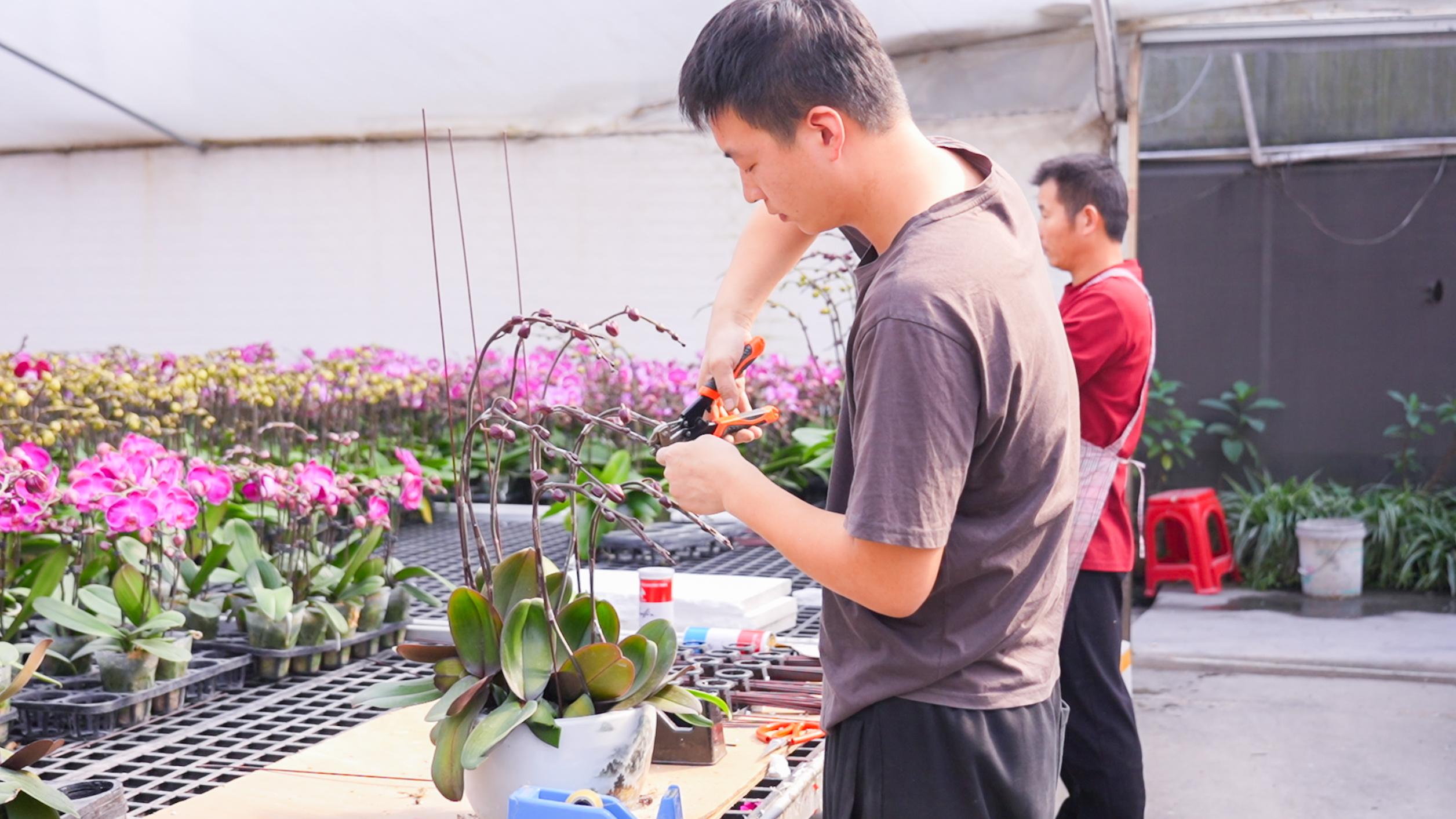 佛山年宵花市场热度飙升，有企业订单量已超万株