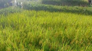 福建农村老伯种田遇"蹊跷"：半田水稻矮化不抽穗，丰收梦碎谁来解？