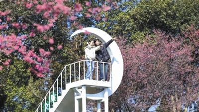 黄山市： 春染樱花映茶园