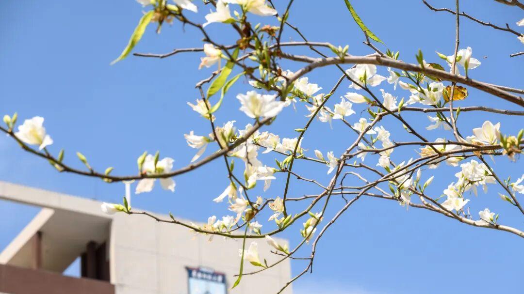 华南师范大学怎么样？从一位“六年连选全球前2%”的教授说起