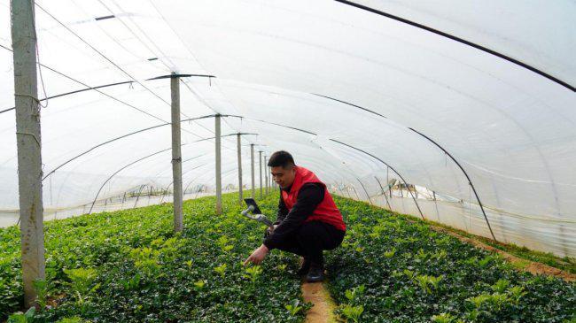 山东省临沂市罗庄区烟草专卖局：让“志愿之花”开满和美乡村