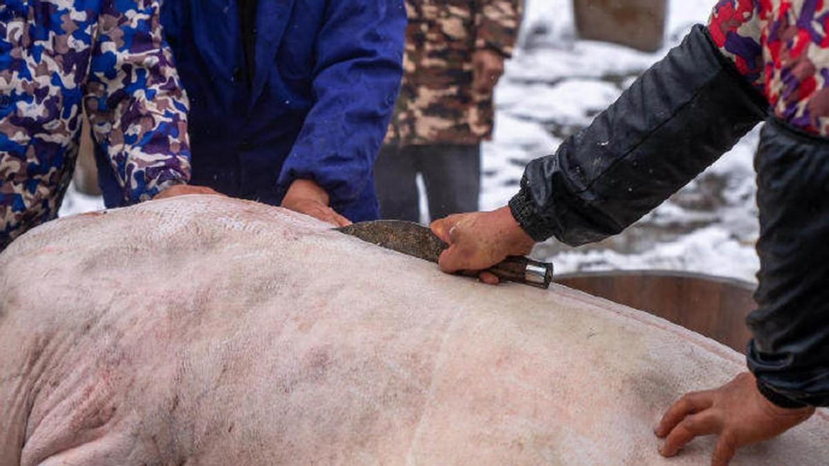 按猪致截瘫赔52万？农村帮工3条底线，踩了就倾家荡产！