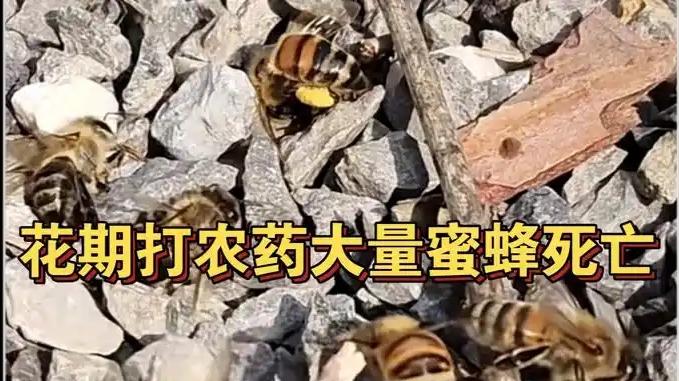 小小蜜蜂，关乎地球生态的“生死存亡”