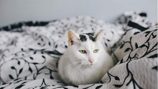 猫粮怎么选营养比较好？2026年最新值得买的6款健康猫粮推荐