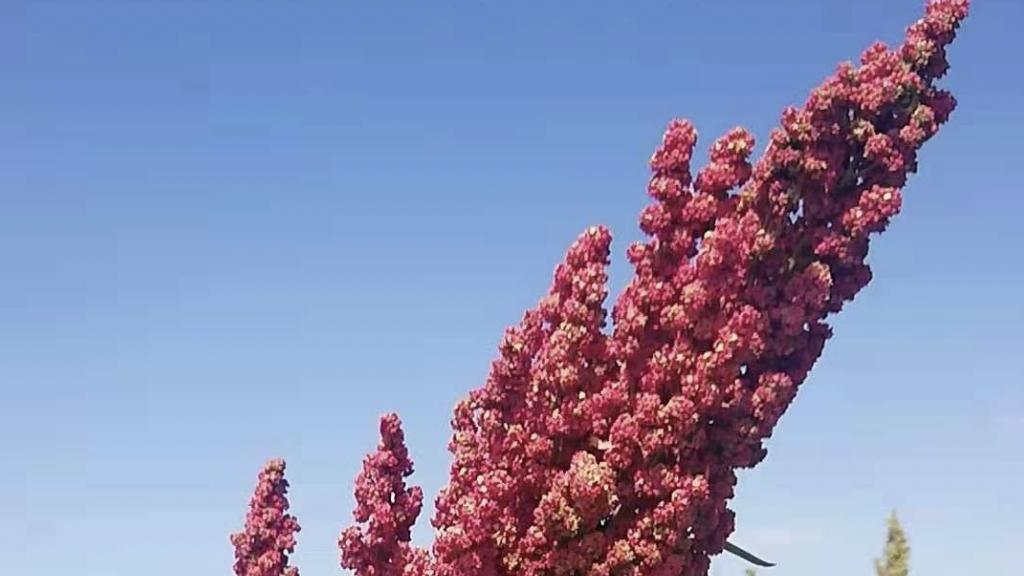 叫“麦”不是麦，这种减肥常用的主食你不可不知！