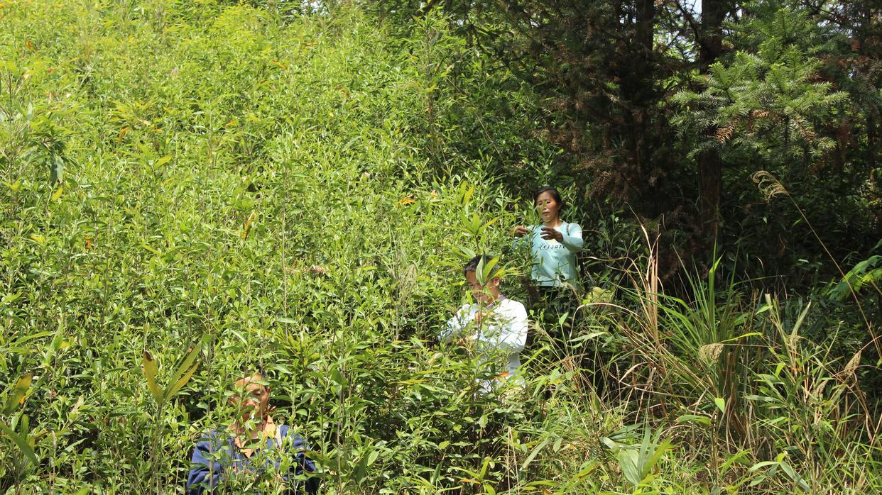 荒茶更香，不是她多了什么，而是她少了些什么