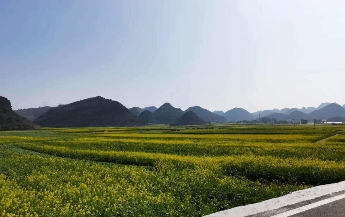 来早了，罗平只见油菜不见花