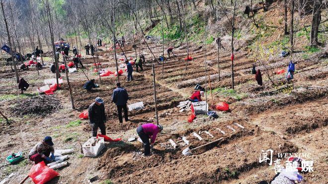 【闻喜】抢抓时机种天麻 林下经济促振兴