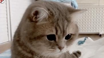 听劝减负不降智，《率土之滨》烽火无疆赛季重塑SLG攻城体验！