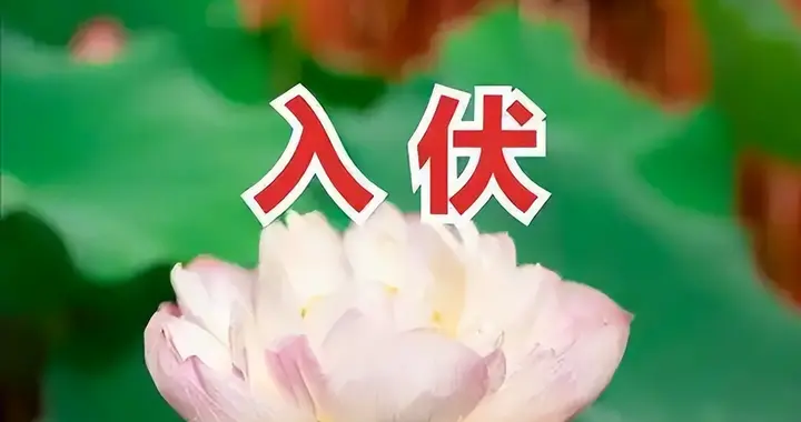 “入伏不忌嘴，郎中跑断腿”，切记：3样要吃，3样不吃，应季而食