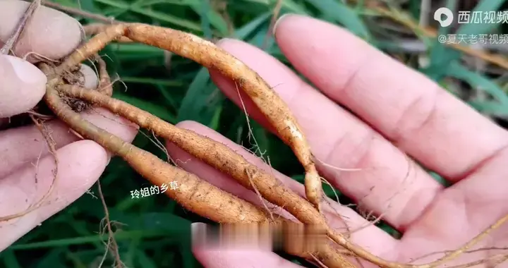 它被人们称为“土人参”，你见过这个植物吗