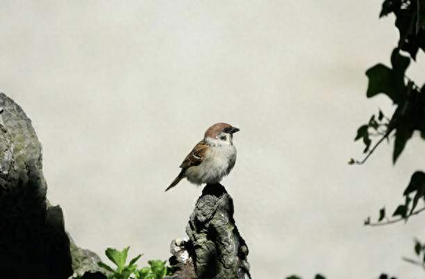 一篇论文，关于找工的保姆阿姨们，为什么喜欢和小中介合作？