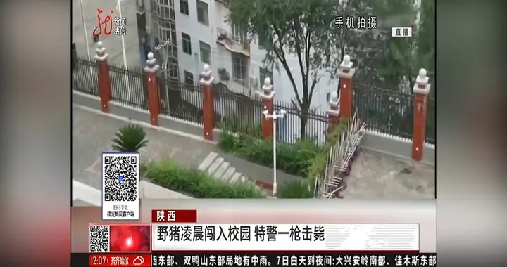 一头野猪闯进市区高校，3个问题比它更值得追问