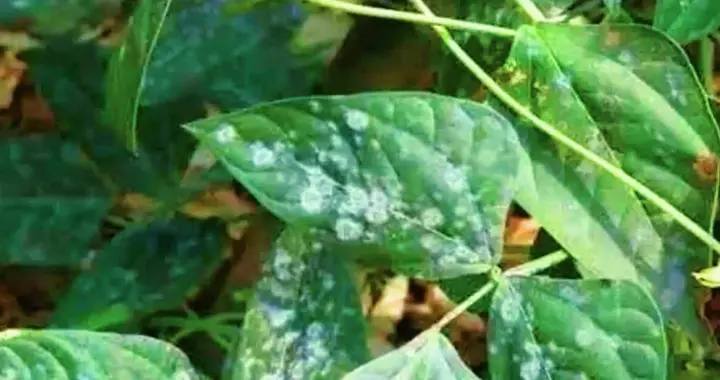 蔬菜三类病害分辨技巧，看症状闻味道辨形状，一学就会