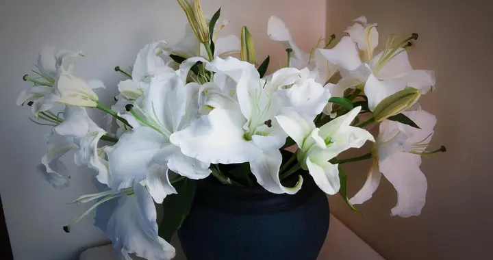 花卉知识｜盆栽百合花开花后怎么处理