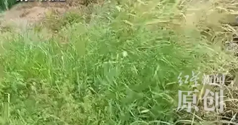 9岁女孩点野草，父亲为扑火身亡！家属发声怪村干部妻子 当地回应