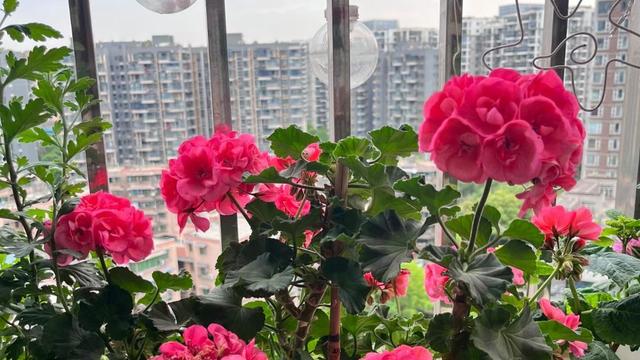 在海上迎接旭日东升：面试45岁程序员，他