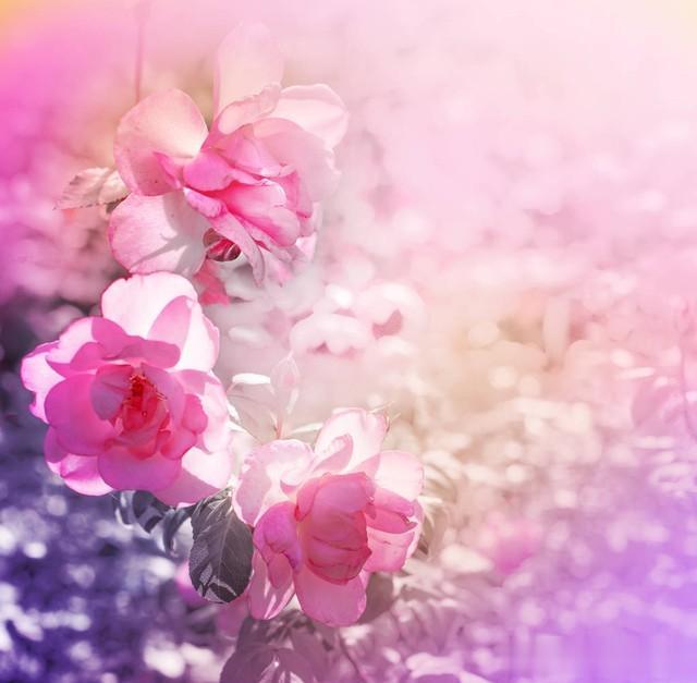 荼靡花开，天蝎座