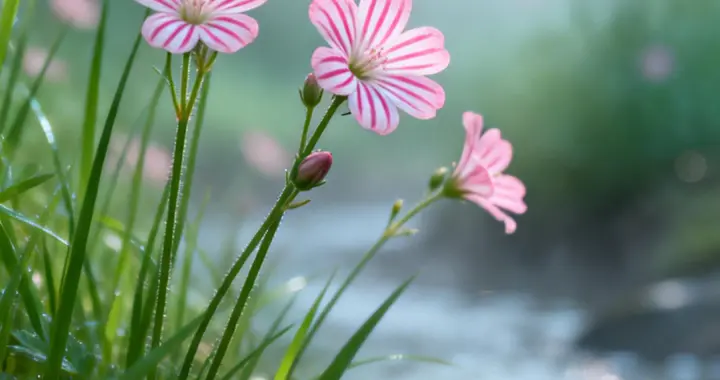 溪吟花醒时，潺潺与绽放：静享山野苏醒的每一帧