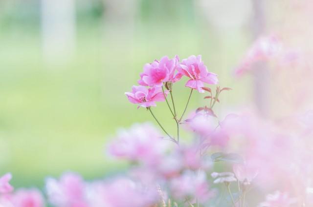 每天为你写首诗【第4408首】