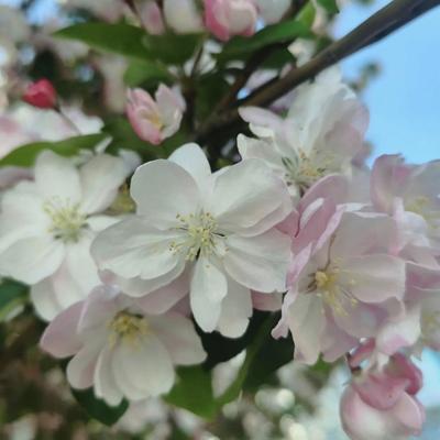 快乐天空lkp：媒人给研究生毕业的女孩介