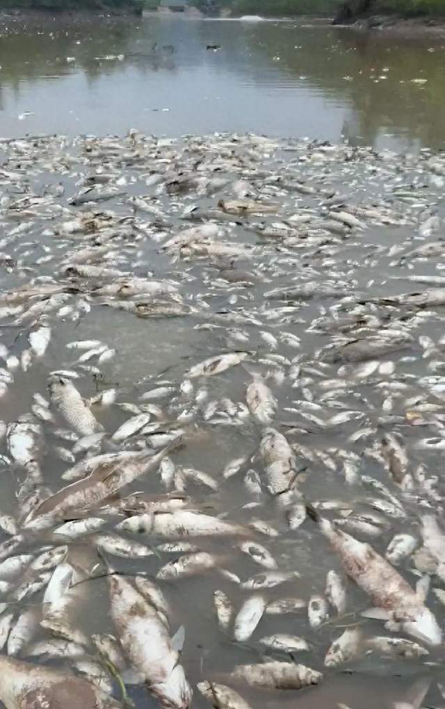 养猪环保日趋严格，养殖户该如何应对？